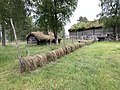 Lav hesje ved Romsdalsmuseet i Molde