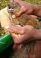 Cầy mangut Durrell (Salanoia durrelli)