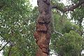 Un tronc tuméfié, en Australie.