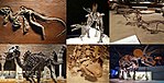 鳥盤類の化石。左上から時計回りにヘテロドントサウルス、ステゴサウルス（Stegosaurus stenops）、スコロサウルス、エドモントサウルス、ステゴサウルス(Stegoceras validum)、トリケラトプス
