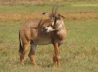 antilopa koňská pasoucí se v trávě v Národním parku Kafue