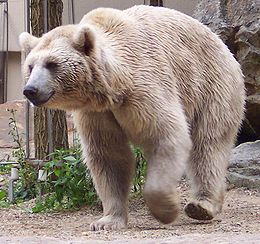 Sirinis rudasis lokys (Ursus arctos syriacus)