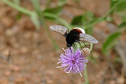 Bombomyia discoidea nchini Afrika Kusini