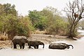 Elephantes in le Parco national del W del Niger