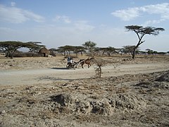 Félsivatagi tájkép, Oromia