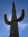 Saguaro u Skotsdejlu, Arizona