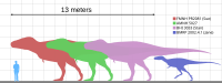 Varios especímenes de Tyrannosaurus rex en comparación con un humano.