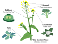 Image 7Selective breeding enlarged desired traits of the wild cabbage plant (Brassica oleracea) over hundreds of years, resulting in dozens of today's agricultural crops. Cabbage, kale, broccoli, and cauliflower are all cultivars of this plant. (from Plant breeding)