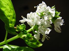 Ocimum basilicum (Alfavaca)