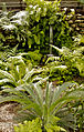 Cycads and ferns