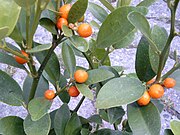 Hongkong-Kumquat