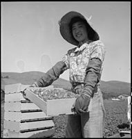 Studentka střední školy japonského původu pomáhá své rodině v jahodovém poli před evakuací. Následující den plánuje absolvovat speciální maturitní zkoušky pro evakuované studenty, Mission San Jose, Kalifornie, 5. května 1942.