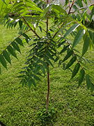 Photographie en couleurs d'un jeune arbre sur une pelouse.