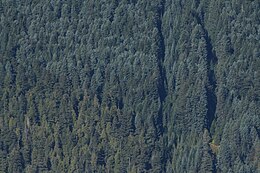 Nemes jegenyeerdő a Mount Rainier Nemzeti Parkban