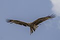 Black kite in flight