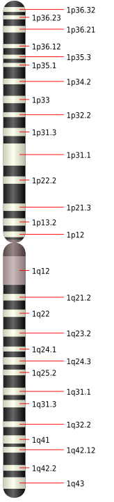 Cromosom dynol 1