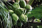 Κόκος ο καρυοφόρος (Cocos nucifera)