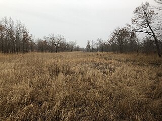 Wetlands in winter near Dead River