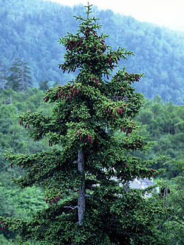Ajaninė eglė (Picea jezoensis)