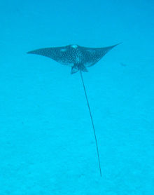 This spotted eagle ray looks like a giant bird gracefully soaring through the ocean.
