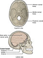 Superior view and lateral view.