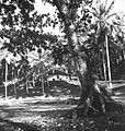 Pasanggrahan di Pantai Karang Hawu pada tahun 1920