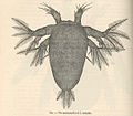 Popływik Lernaea variabilis