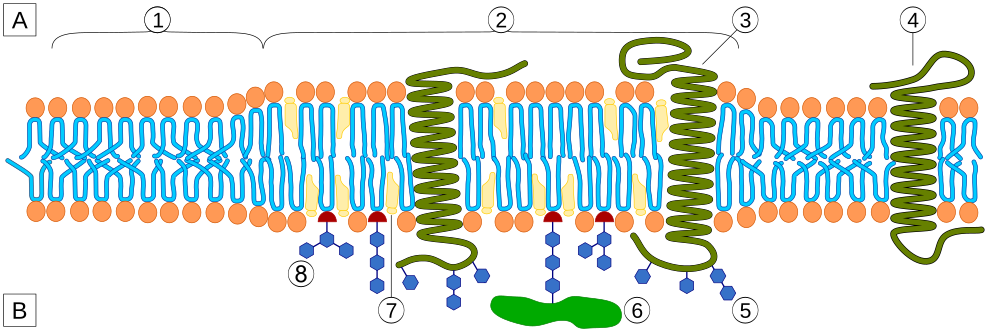 Membrane plasmique et structures protéiques : [A] cytosol ; [B] milieu extracellulaire ; (1) bicouche lipidique ; (2) radeau lipidique ; (3) radeau lipidique associé à des protéines transmembranaires ; (4) protéines transmembranaires ; (5) glycosylation de glycolipides et de glycoprotéines par modification post-traductionnelle ; (6) protéine à ancrage lipidique liée à une molécule de GPI ; (7) cholestérol ; (8) glycolipide.