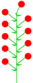 Индетерминантное соцветие с субтерминальным цветком, имитирующим терминальный (присутствует рудимент).