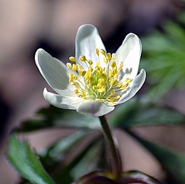 Baltažiedė plukė (Anemone nemorosa)