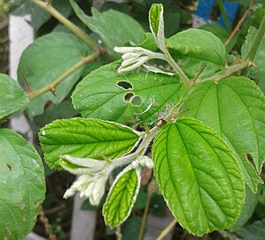 Foliage in Hyderabad, India