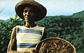 Cinnamon quill maker Seychelles