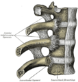 肋骨部分の脊柱の関節