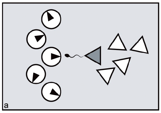 File:Ovulatory asynchrony enables male harem-holding.tiff