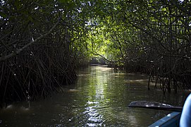 La forêt de mangrove de Pichavaram, la seconde plus vaste au Tamil Nadu. Entre les estuaires du Vellar et du Kollidam.