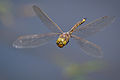 Image 29The Odonata (dragonflies and damselflies) have direct flight musculature, as do mayflies. (from Insect flight)