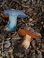 Boletus amygdalinus