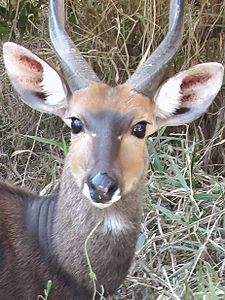 Buskbock (Tragelaphus scriptus)