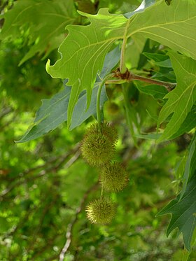 Frutos e folhas de P. orientalis na Grécia