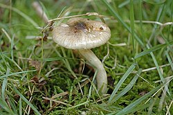 Margakotė guotė (Hygrophorus olivaceoalbus)