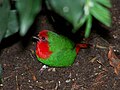 Red-throated parrotfinch