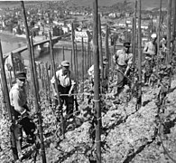 Vigne sur échalas en Allemagne