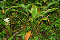 Curcuma longa