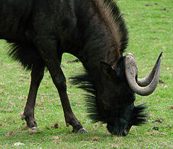 Alcelaphinae Vitsvansad gnu (Connochaetes gnou)