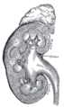 Vertical section of kidney. (Label "medullary sub." visible near top.)