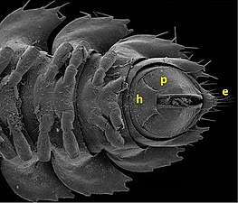Retrodesmus cavernicola（ヤスデ）の末端と尾節（e: 肛上板、h: 肛門鱗、p: 肛門扉）