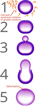 In the absence of β-lactam antibiotics (left), the cell wall plays an important role in bacterial reproduction. Bacteria attempting to grow and divide in the presence of β-lactam antibiotics (right) fail to do so, and instead shed their cell walls, forming osmotically fragile spheroplasts.[12]