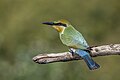 Rainbow bee-eater