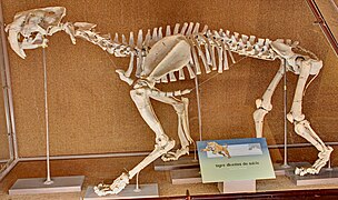Smilodon populator griaučiai Buenos Airių La Platos muziejuje