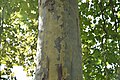 茶褐色の樹皮の内側から、灰色・淡緑色のまだら模様が現れる。